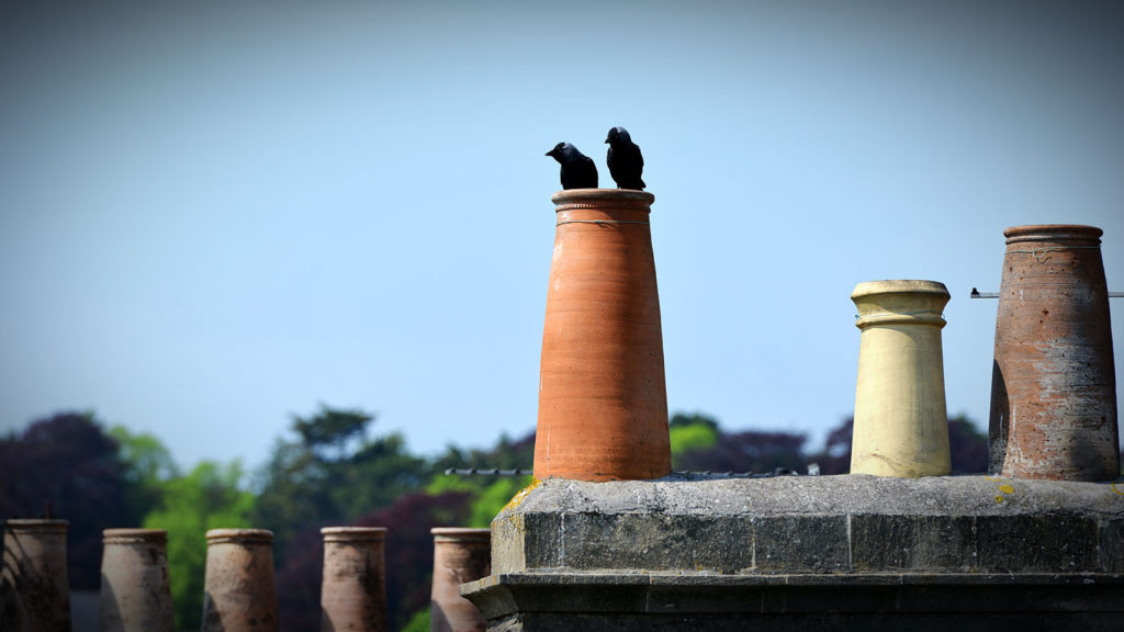 We install chimney bird guards Sweeps & Stove Maintenance